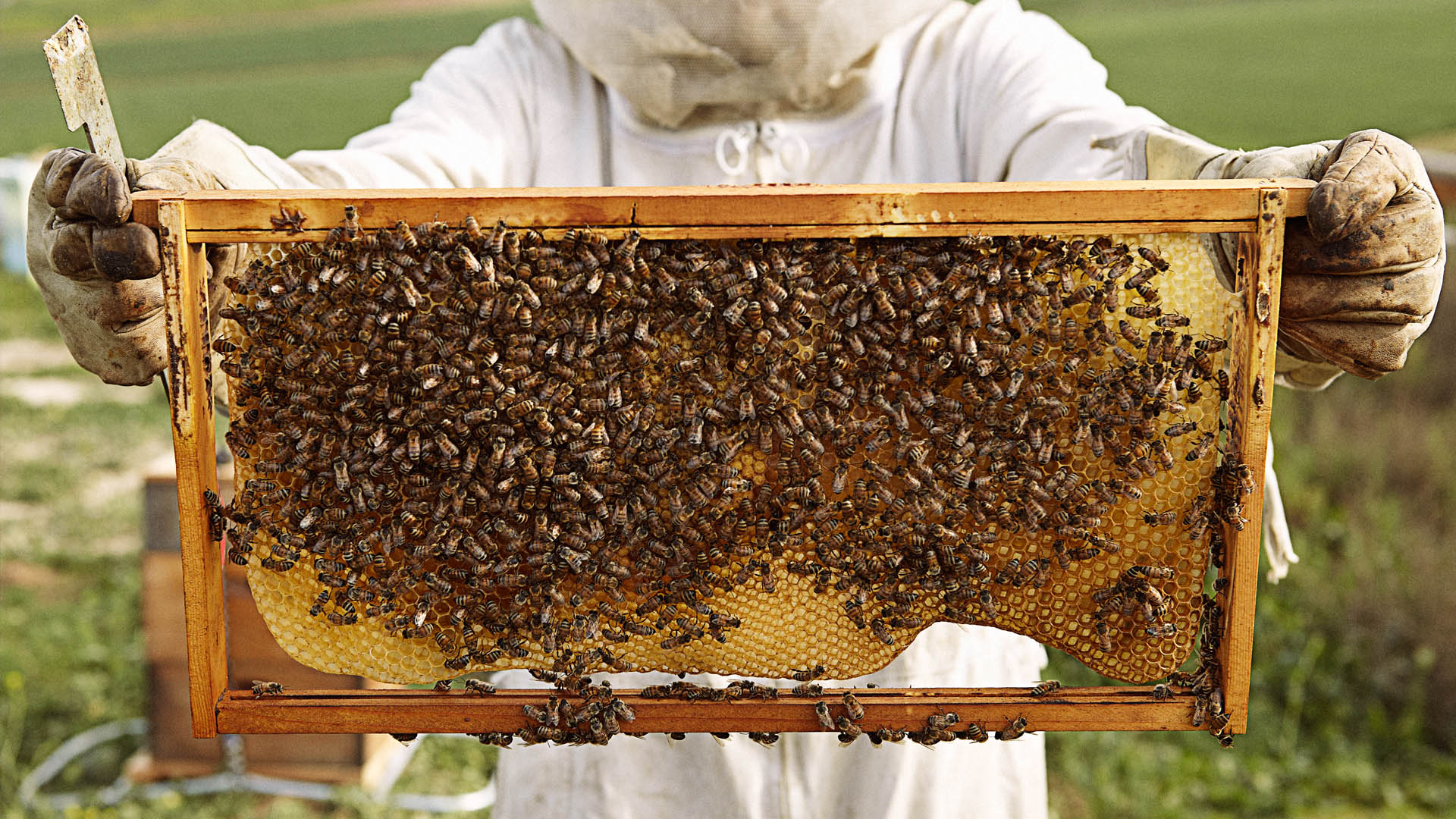 Keep Bees in Your Backyard