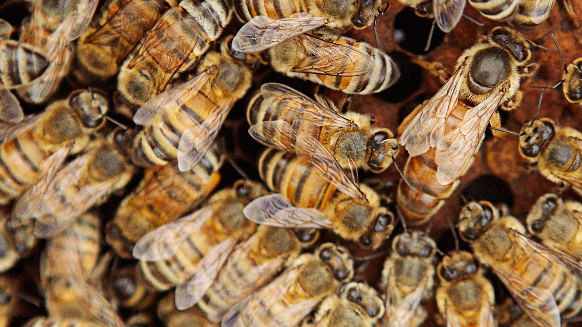 LEARN ABOUT HONEY BEES